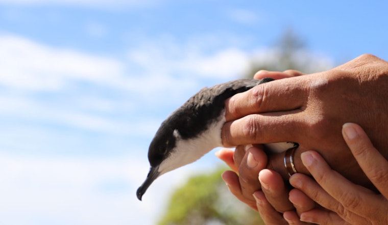 Kaua‘i Fourth-Graders Join Forces with Conservationists to Protect Endangered Newell’s Shearwaters