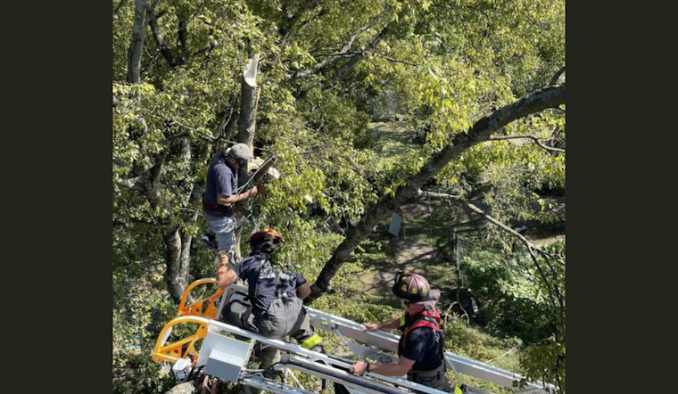 Knoxville Firefighters Skillfully Rescue Man Stuck 30 Feet Up in Tree on Vermont Avenue