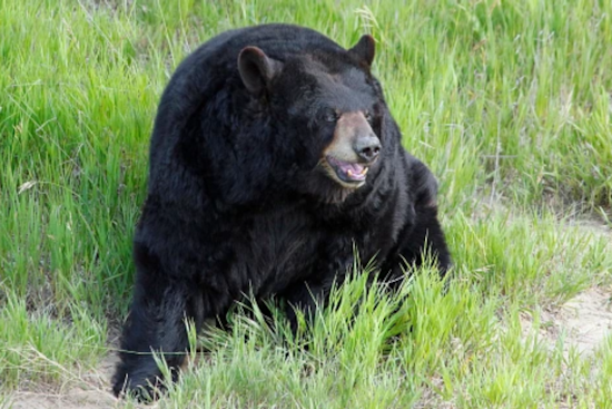 Lake City Senior Defends Himself Against Black Bear Home Invasion, Bear and Cubs Euthanized After Attack