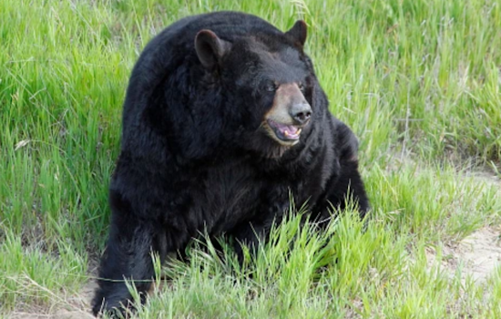 Lake City Senior Defends Himself Against Black Bear Home Invasion, Bear and Cubs Euthanized After Attack