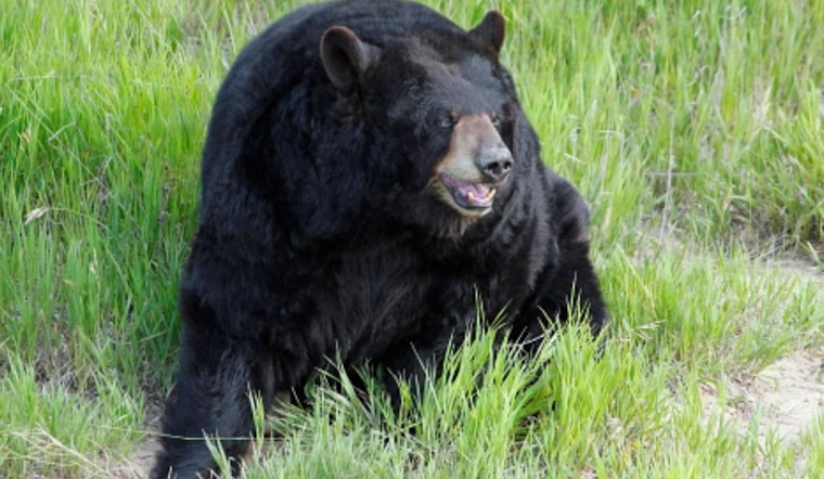 Lake City Senior Defends Himself Against Black Bear Home Invasion, Bear and Cubs Euthanized After Attack
