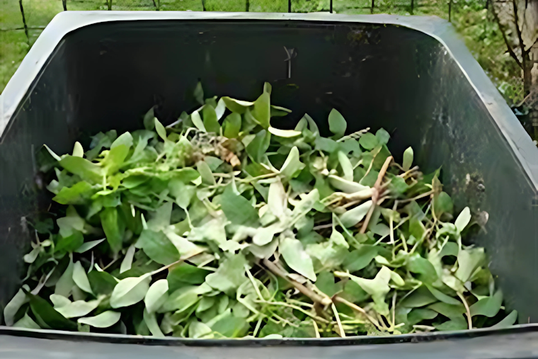 Lakewood Announces Free Leaf Recycling Program to Foster Greener Community Practices