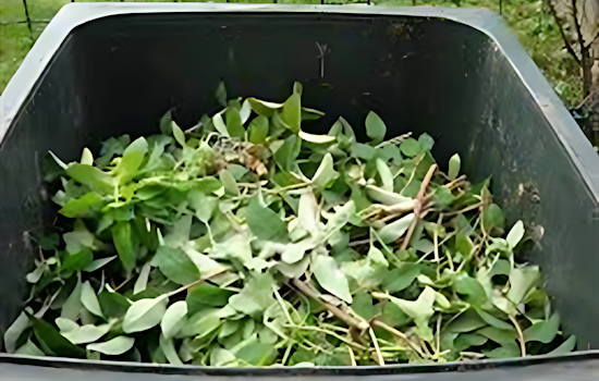 Lakewood Announces Free Leaf Recycling Program to Foster Greener Community Practices