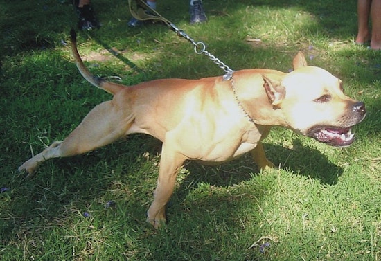 LAPD Officers Discharge Weapons at Charging Dogs in 77th Street Incident, No Injuries Reported