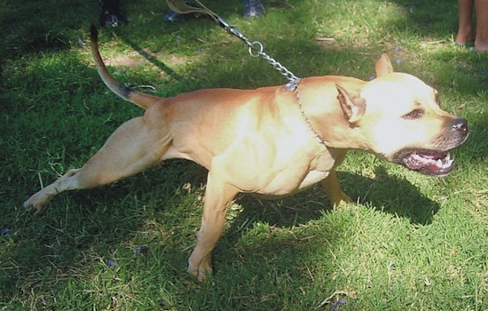 LAPD Officers Discharge Weapons at Charging Dogs in 77th Street Incident, No Injuries Reported