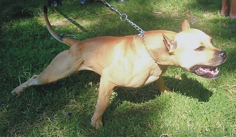 LAPD Officers Discharge Weapons at Charging Dogs in 77th Street Incident, No Injuries Reported