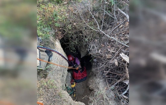 Lebanon Firefighters Heroically Save JoJo the Dog from Sinkhole After Three-Day Ordeal