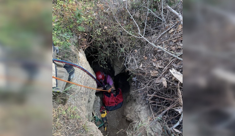 Lebanon Firefighters Heroically Save JoJo the Dog from Sinkhole After Three-Day Ordeal