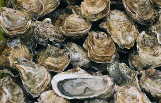Limited Texas Oyster Harvest Zones Open as Environmental Challenges Impact Populations