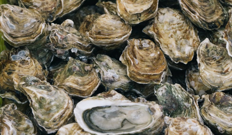 Limited Texas Oyster Harvest Zones Open as Environmental Challenges Impact Populations