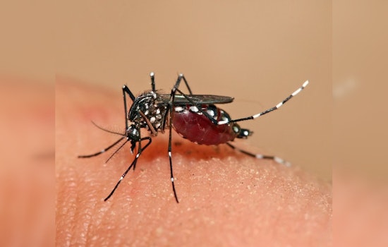 Local Dengue Cases Rise to 11 in LA County, No Travel Links Detected