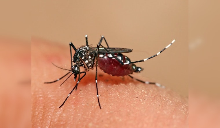 Local Dengue Cases Rise to 11 in LA County, No Travel Links Detected