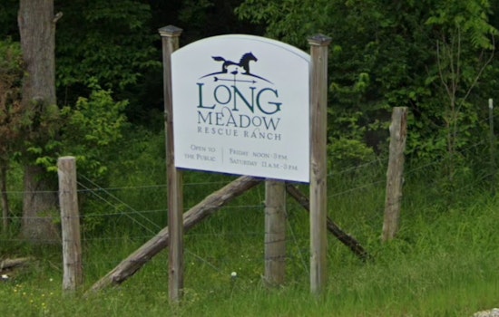 Longmeadow Rescue Ranch Invites Public to Name Resilient Newborn Cria Amidst Mother's Recovery
