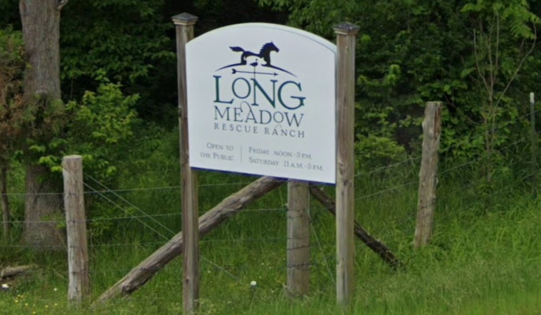 Longmeadow Rescue Ranch Invites Public to Name Resilient Newborn Cria Amidst Mother's Recovery