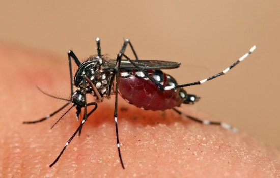 Los Angeles Health Officials Investigate Unusual Local Transmission of Dengue in El Monte