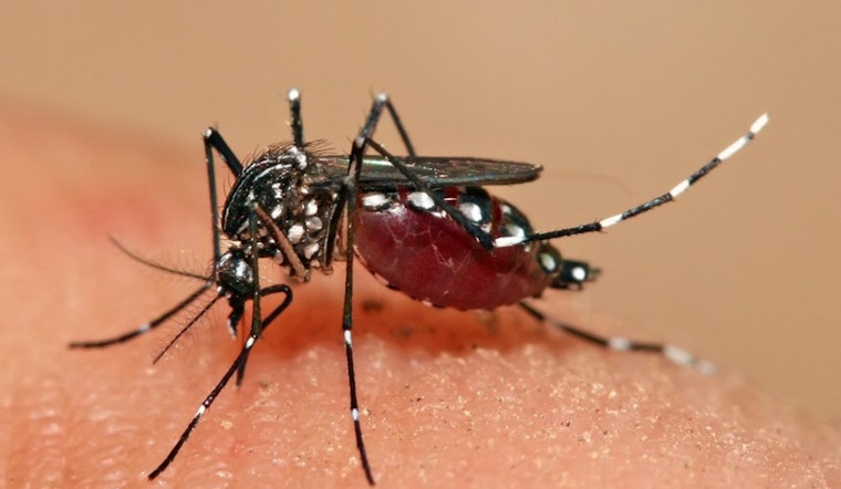 Los Angeles Health Officials Investigate Unusual Local Transmission of Dengue in El Monte
