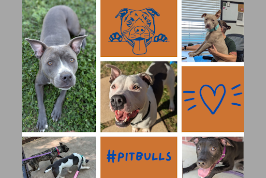 Mansfield Marks October as Pit Bull Awareness Month to Combat Breed Stereotypes