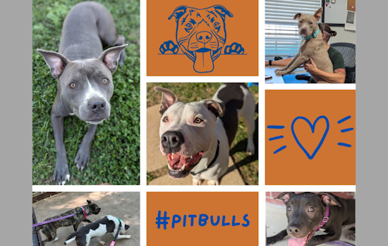 Mansfield Marks October as Pit Bull Awareness Month to Combat Breed Stereotypes