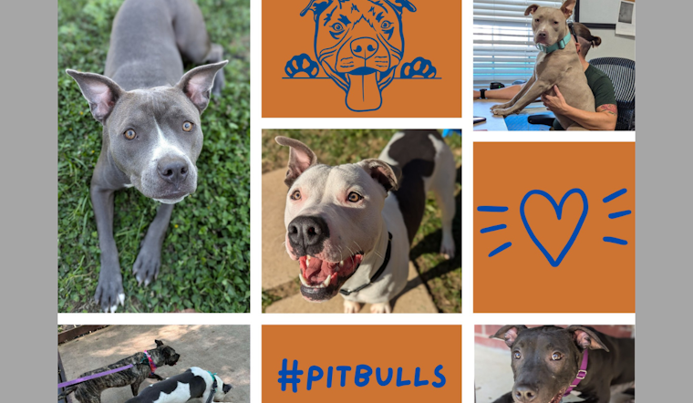 Mansfield Marks October as Pit Bull Awareness Month to Combat Breed Stereotypes
