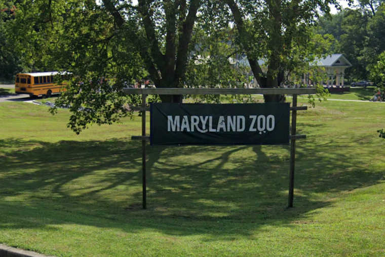 Maryland Zoo Honors Dr. Kate Evans with Conservation Award for African Elephant Research
