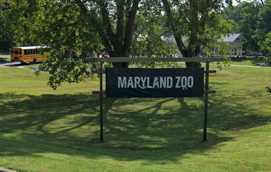 Maryland Zoo Honors Dr. Kate Evans with Conservation Award for African Elephant Research