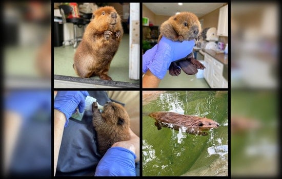 Massachusetts Judge Issues Temporary Order Keeping Beloved Beaver Nibi at Wildlife Rescue Amid Public Outcry