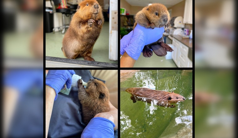 Massachusetts Judge Issues Temporary Order Keeping Beloved Beaver Nibi at Wildlife Rescue Amid Public Outcry