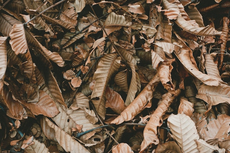 Mayor Bowser Launches Leaf Collection Season in Washington DC; Emphasizes Recycling and Food Waste Reduction Efforts