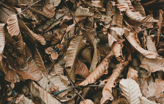 Mayor Bowser Launches Leaf Collection Season in Washington DC; Emphasizes Recycling and Food Waste Reduction Efforts