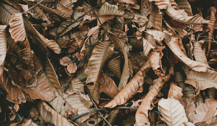 Mayor Bowser Launches Leaf Collection Season in Washington DC; Emphasizes Recycling and Food Waste Reduction Efforts