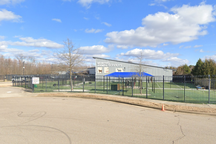 Memphis Animal Services Overwhelmed by Stray Dog Surge, Offers Free Adoptions to Alleviate Crisis