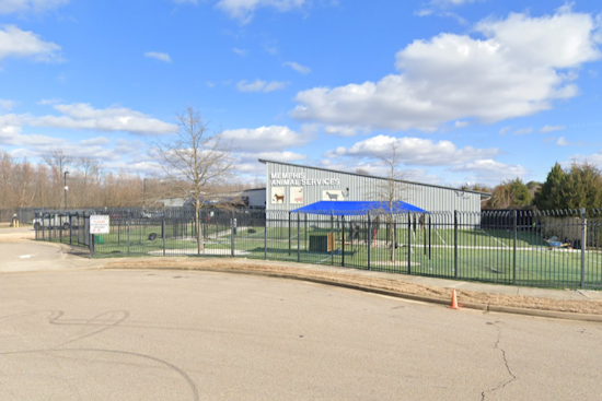 Memphis Animal Services Overwhelmed by Stray Dog Surge, Offers Free Adoptions to Alleviate Crisis