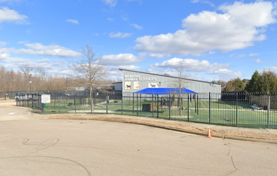 Memphis Animal Services Overwhelmed by Stray Dog Surge, Offers Free Adoptions to Alleviate Crisis