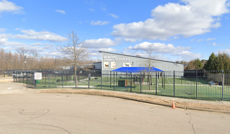 Memphis Animal Services Overwhelmed by Stray Dog Surge, Offers Free Adoptions to Alleviate Crisis