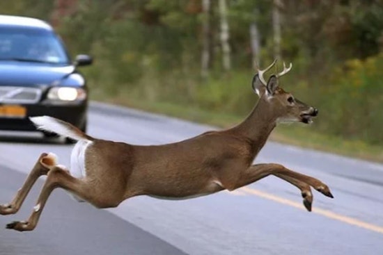 Menomonee Falls, Wisconsin Issues Warning as Deer Activity Rises in Fall, Urges Driver Vigilance