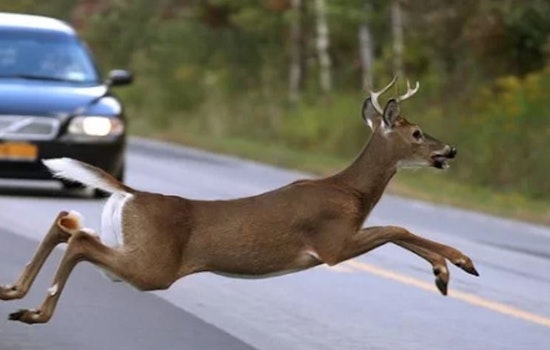 Menomonee Falls, Wisconsin Issues Warning as Deer Activity Rises in Fall, Urges Driver Vigilance