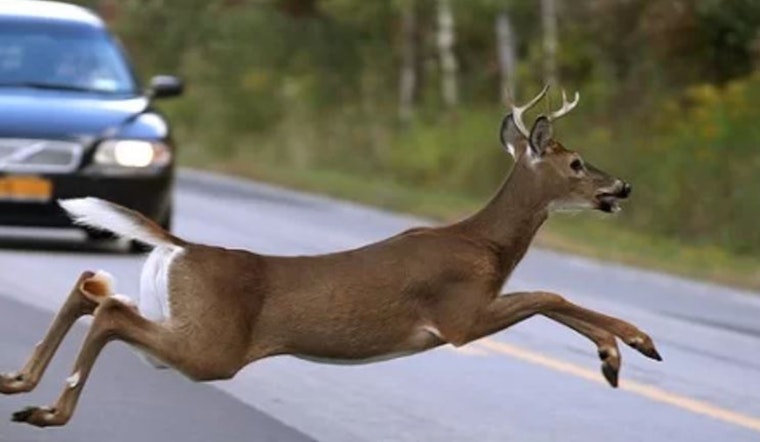 Menomonee Falls, Wisconsin Issues Warning as Deer Activity Rises in Fall, Urges Driver Vigilance