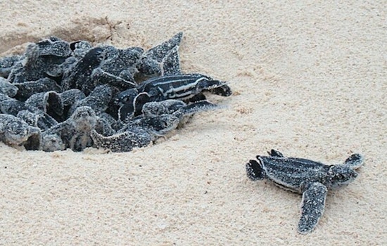 Miami Beach Enhances Sea Turtle Protection with New Lighting Ordinance