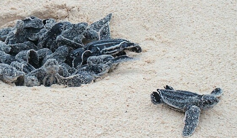 Miami Beach Enhances Sea Turtle Protection with New Lighting Ordinance