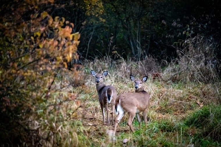 Michigan Archers Gear Up for Bow Hunting Season, Mandatory Harvest Reporting Introduced