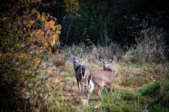 Michigan Archers Gear Up for Bow Hunting Season, Mandatory Harvest Reporting Introduced