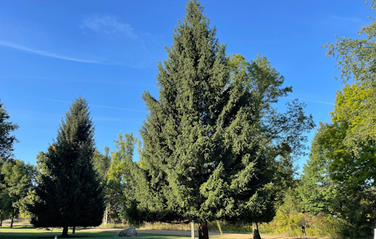 Michigan Awaits Arrival of State Christmas Tree Donated by Eagle Couple for Lansing Capitol Display