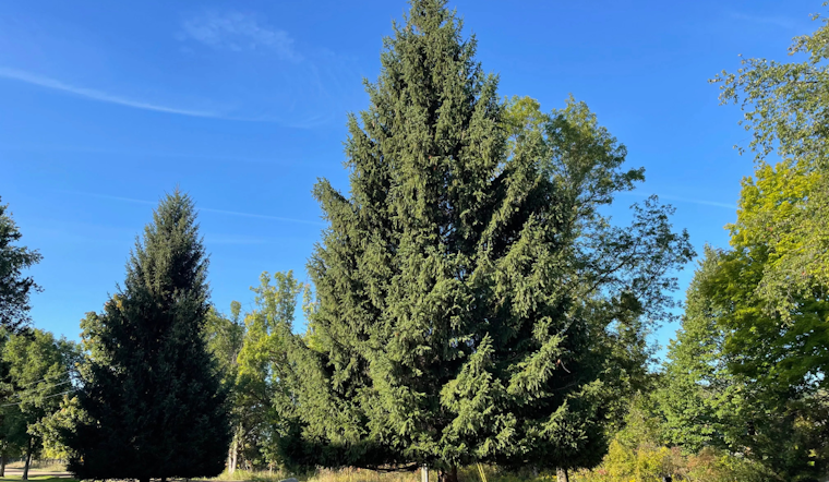 Michigan Awaits Arrival of State Christmas Tree Donated by Eagle Couple for Lansing Capitol Display