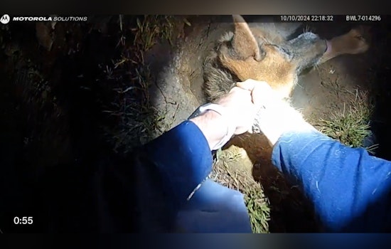 Michigan State Trooper's Dog Rescued by Sophomore from Watervliet Township Gas Line Hole