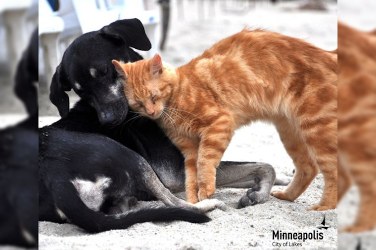 Minneapolis Animal Care and Control Waives Adoption Fees for Adopt-A-Shelter-Dog Month