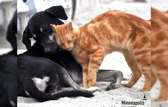 Minneapolis Animal Care and Control Waives Adoption Fees for Adopt-A-Shelter-Dog Month