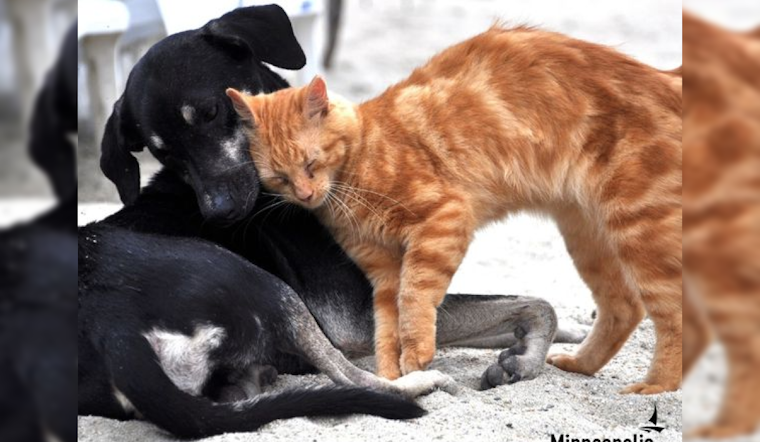 Minneapolis Animal Care and Control Waives Adoption Fees for Adopt-A-Shelter-Dog Month
