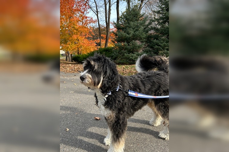 Minnetonka Mulls Mandatory Leash Laws: Proposed Dog Ordinances Spark Community Debate