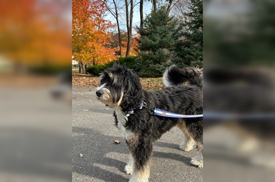 Minnetonka Mulls Mandatory Leash Laws: Proposed Dog Ordinances Spark Community Debate