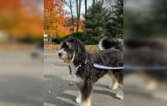 Minnetonka Mulls Mandatory Leash Laws: Proposed Dog Ordinances Spark Community Debate